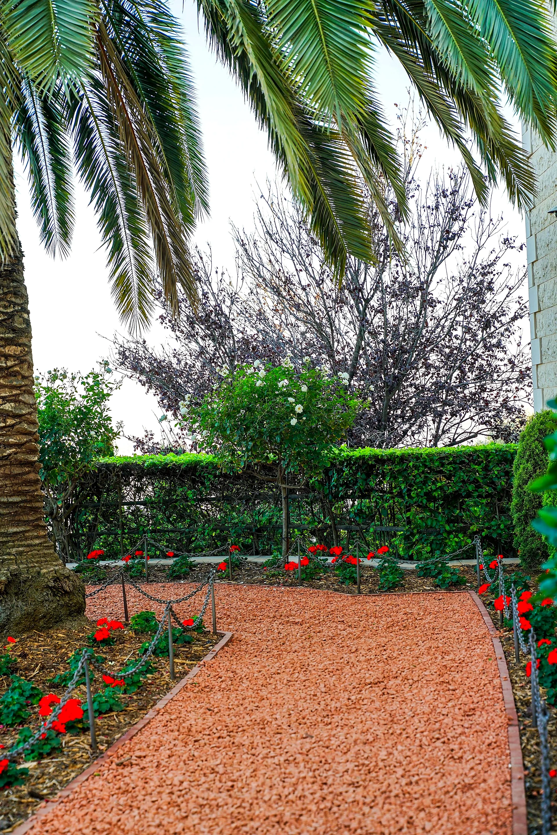 Garden palm pathway in the Real Alcázar Seville