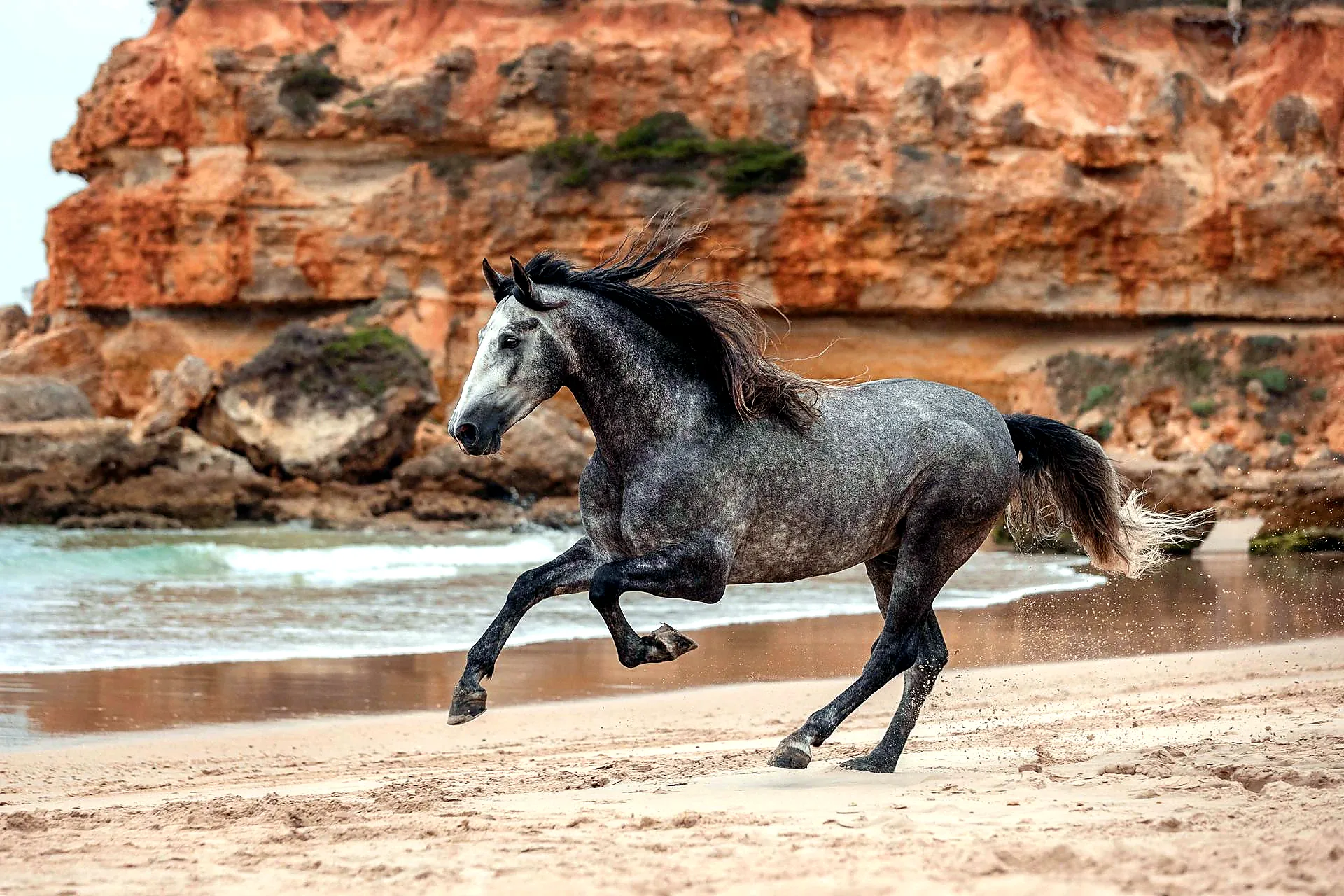 Andalusian horse performing in Jerez de la Frontera - Jerez Day Trip