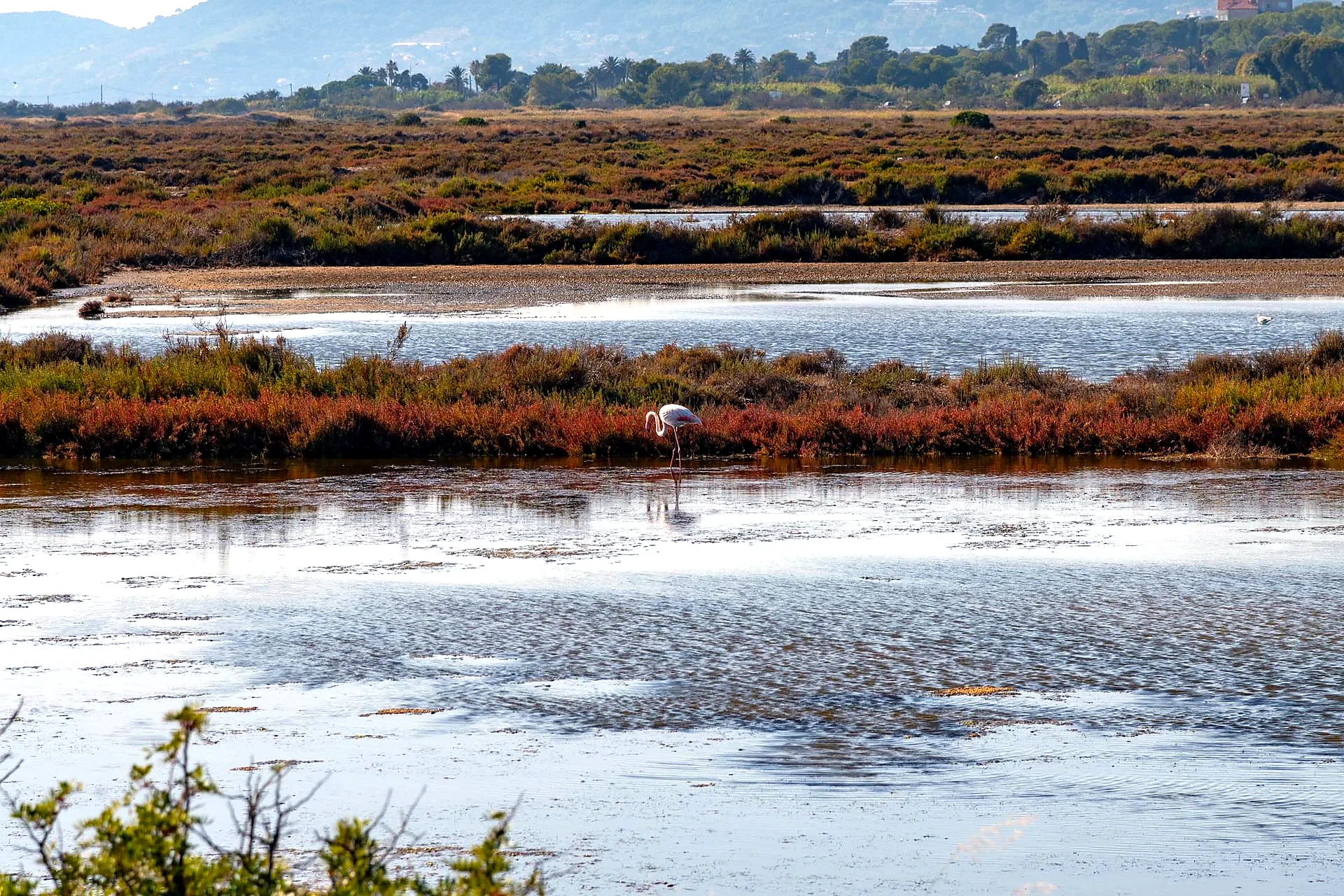 Doñana National Park wetlands with birds and marshland habitat  Doñana National Park Day Trip from Seville
