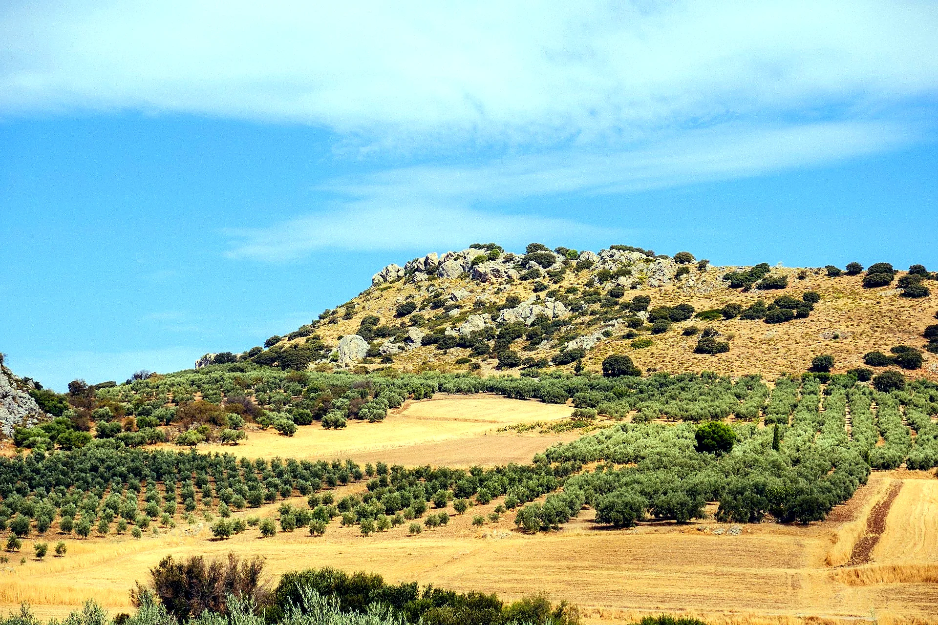 Olive grove landscape in Andalusia on the way to day trip destinations from Seville